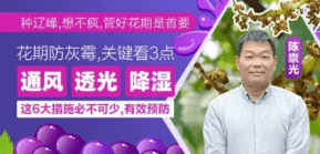 花期防灰霉，关键看3点